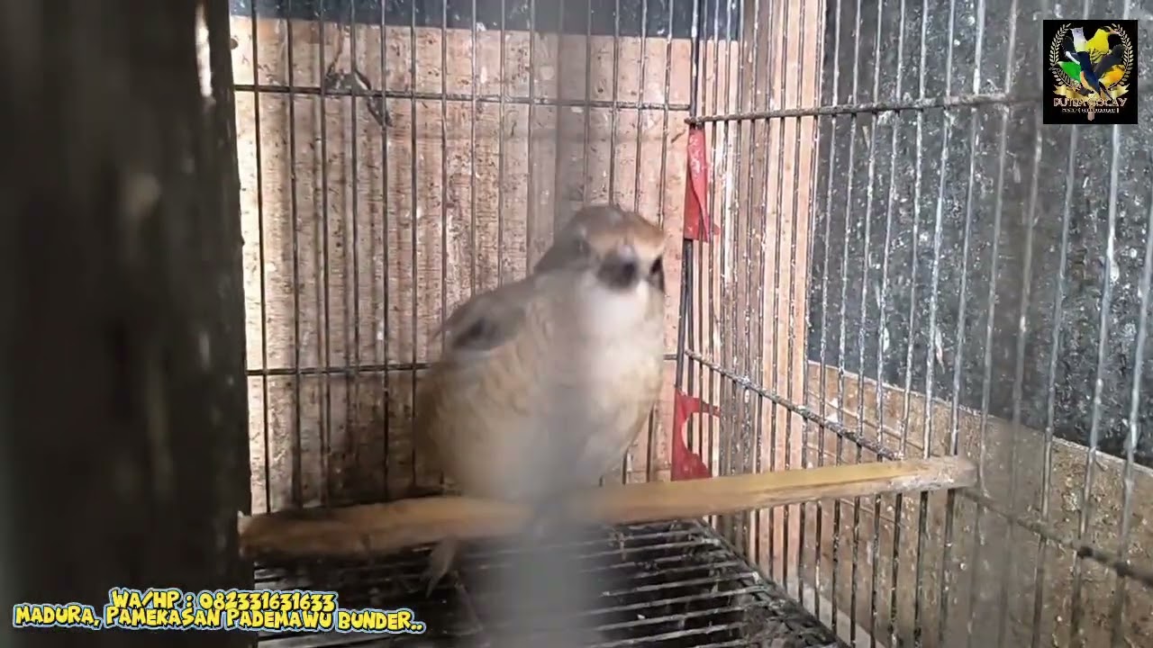 MINGGU READY RATUSAN EKOR BURUNG DIKIOS PUTRA GOCAY... 