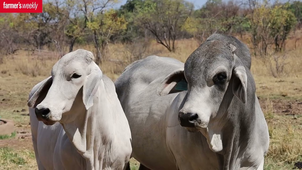 Ampie Talks EBVs, Breeding Strategy & Brahman Potential