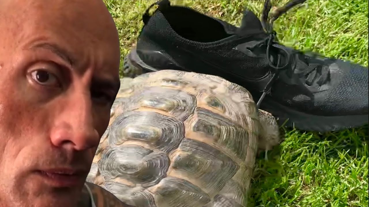 based turtle