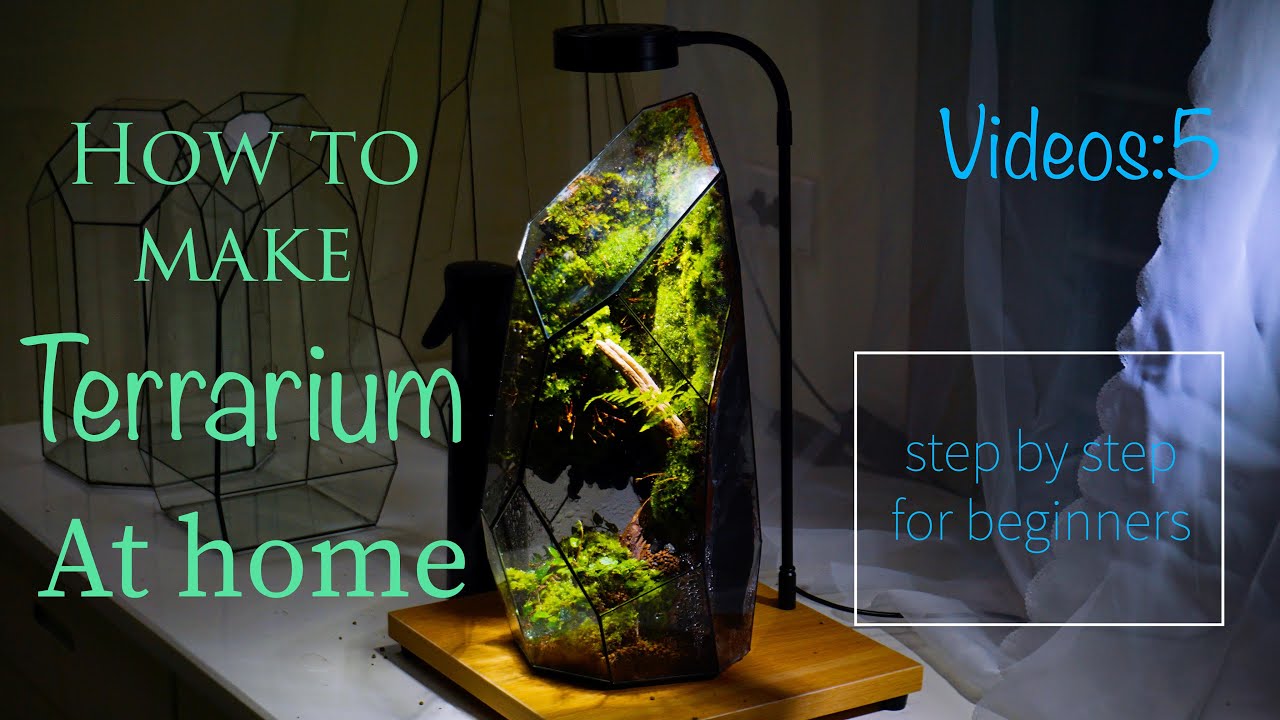 How To Make Terrarium At Home-Growing Moss In Terrarium