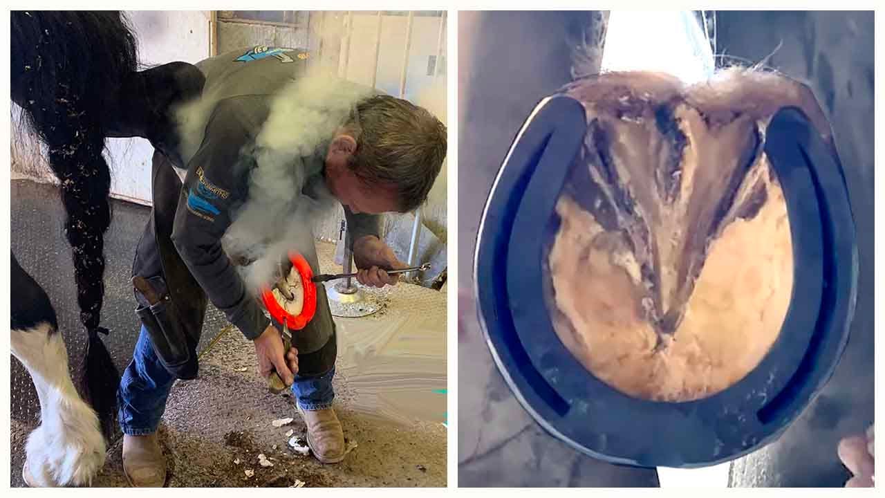 Apollo Shire visits a farrier & gets 4 new Shoes ASMR FARRIER