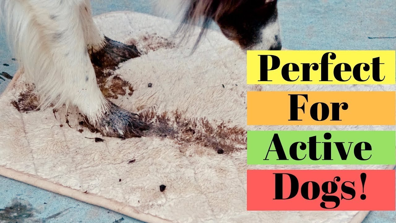 Teach Your Dog To Wipe His Paws- 