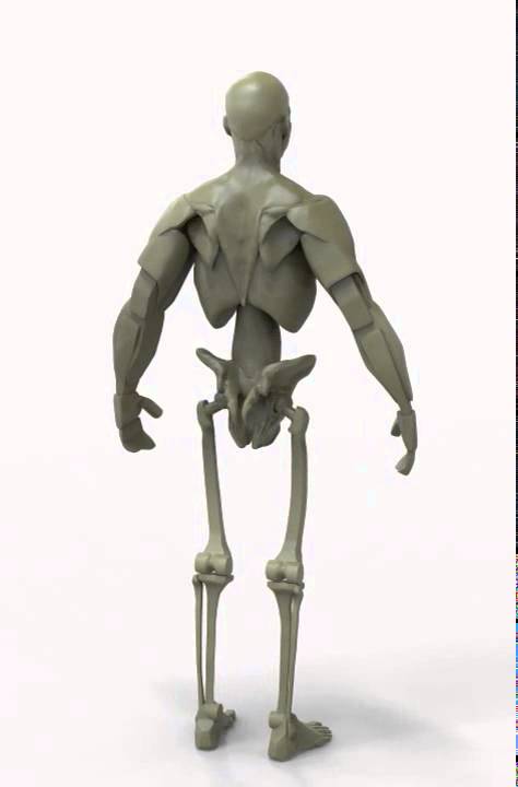 Gottfried Bammes - Chest and Shoulder Anatomy Study