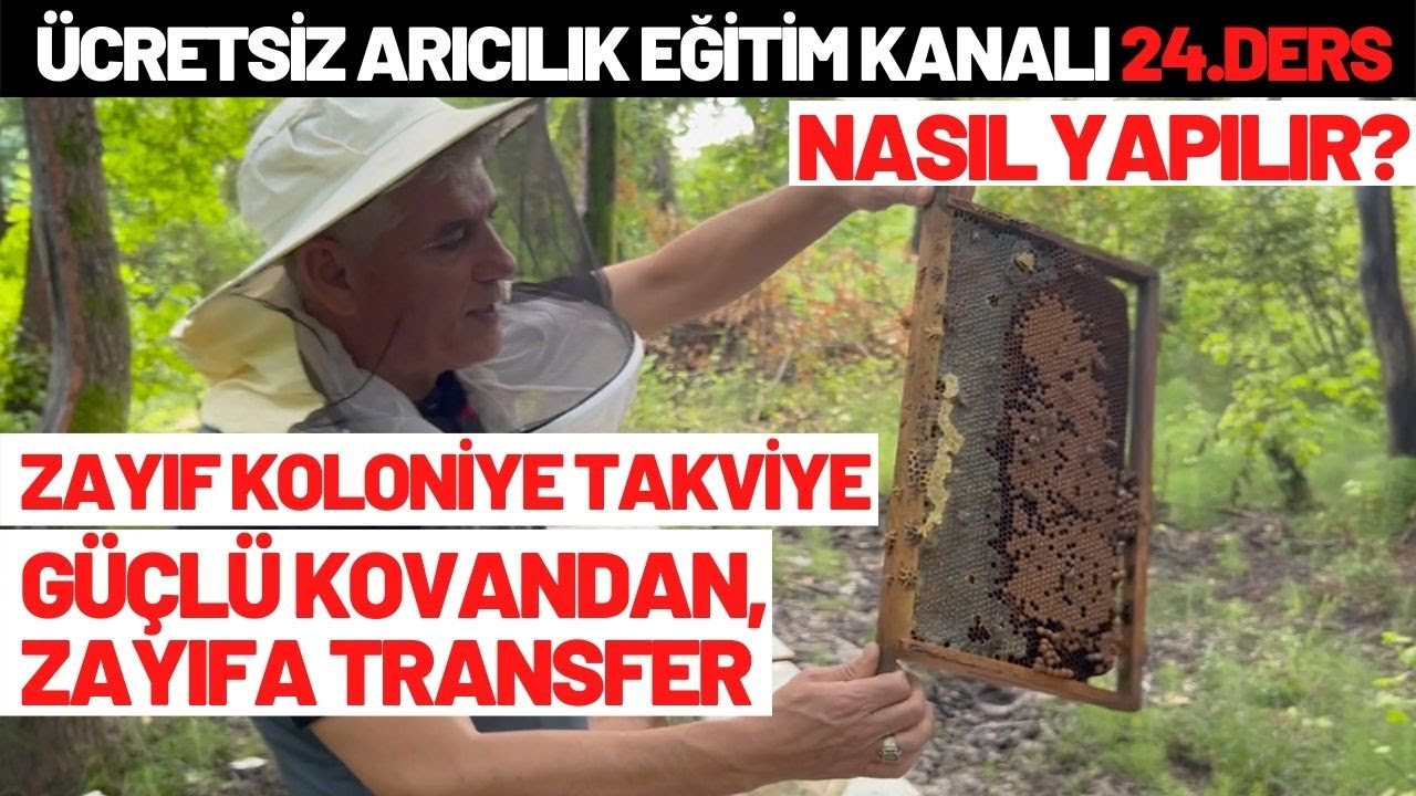 ZAYIF KOLONİYE GÜÇLÜ KOLONİDEN ARI TAKVİYESİ NASIL YAPILIR? NEDEN YAPILMALI? ( ANLATIMLI/UYGULAMALI)