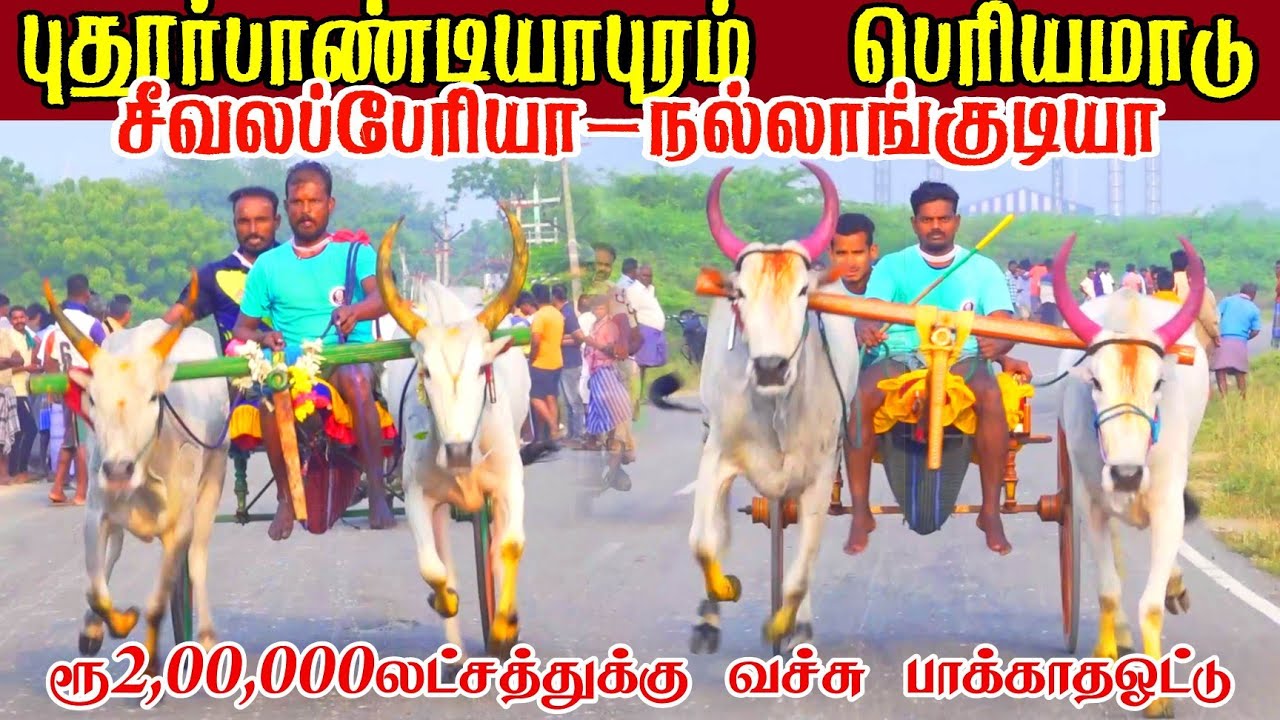 புதூர்பாண்டியாபுரம் பெரியமாடு பந்தயம் 01.03.2026