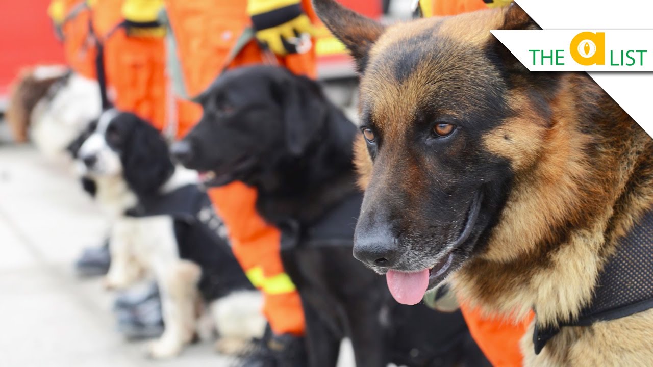 Top 3 Rescue Stories of 2014