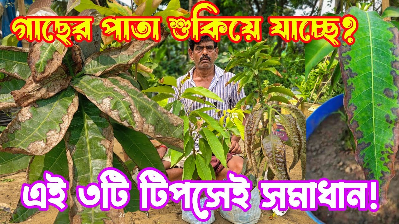 গাছের পাতা পোড়ে কেন