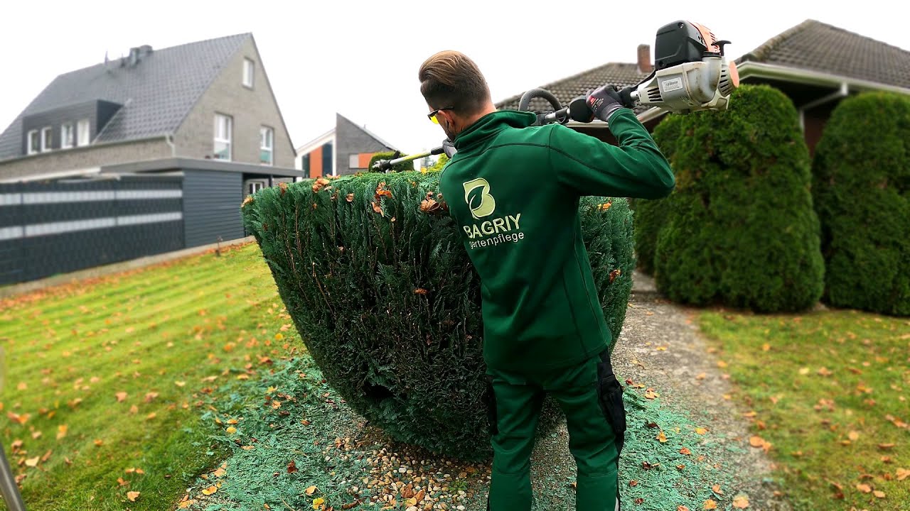 Kustorez. Trimming and Shaping Topiary Blue Juniper