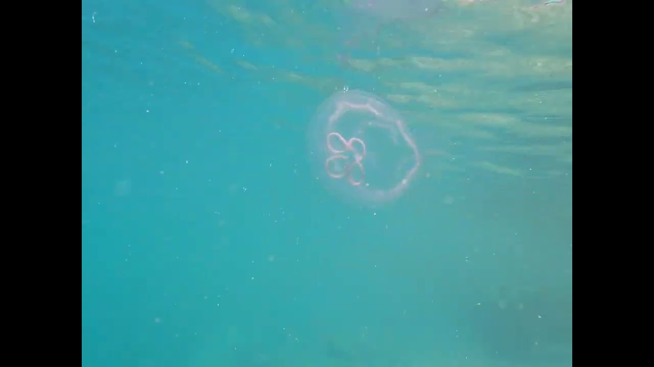 Snorkeling by jellyfish, Mosquito Pier, Vieques