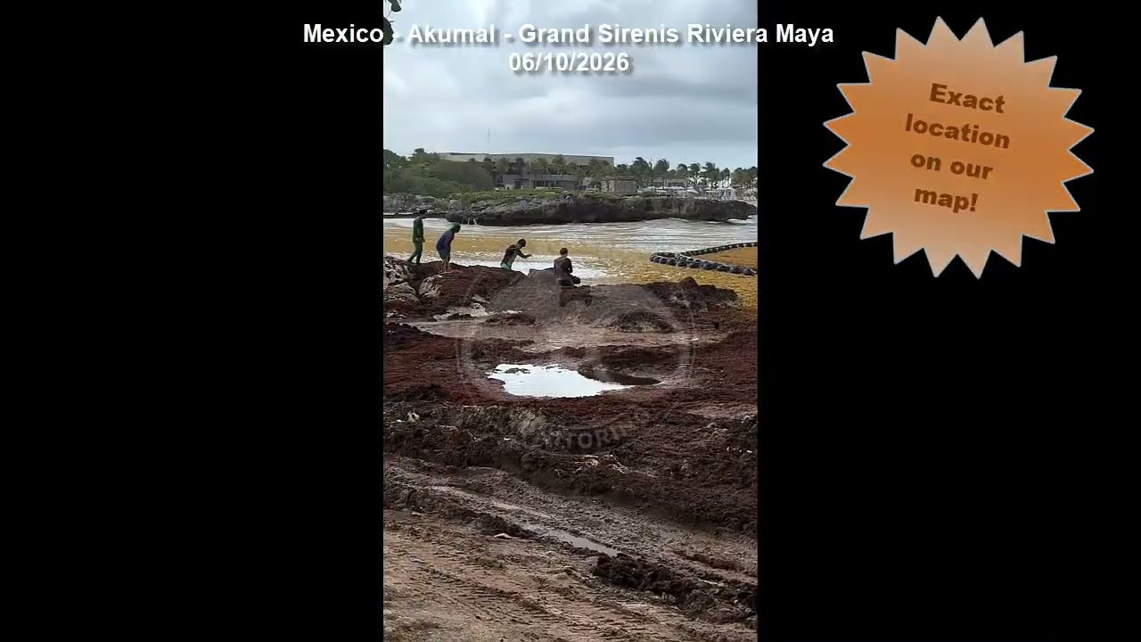 🌿🌊SARGASSUM ARRIVAL ALERT 2026 - 👉Mexico - Akumal - Grand Sirenis Riviera Maya