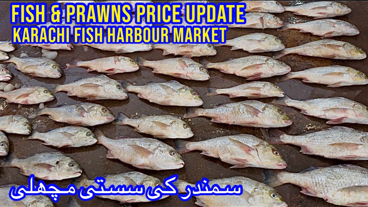 FISH & PRAWNS PRICE UPDATE KARACHI FISH HARBOUR MARKET February 12, 2026