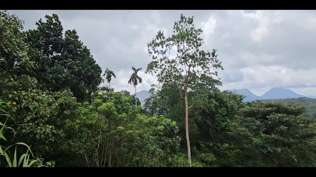 Cinnamon & Tea Land for Sale in Ratnapura - Ayagama | 14 Acres -  LKR 35 Million | KO-156