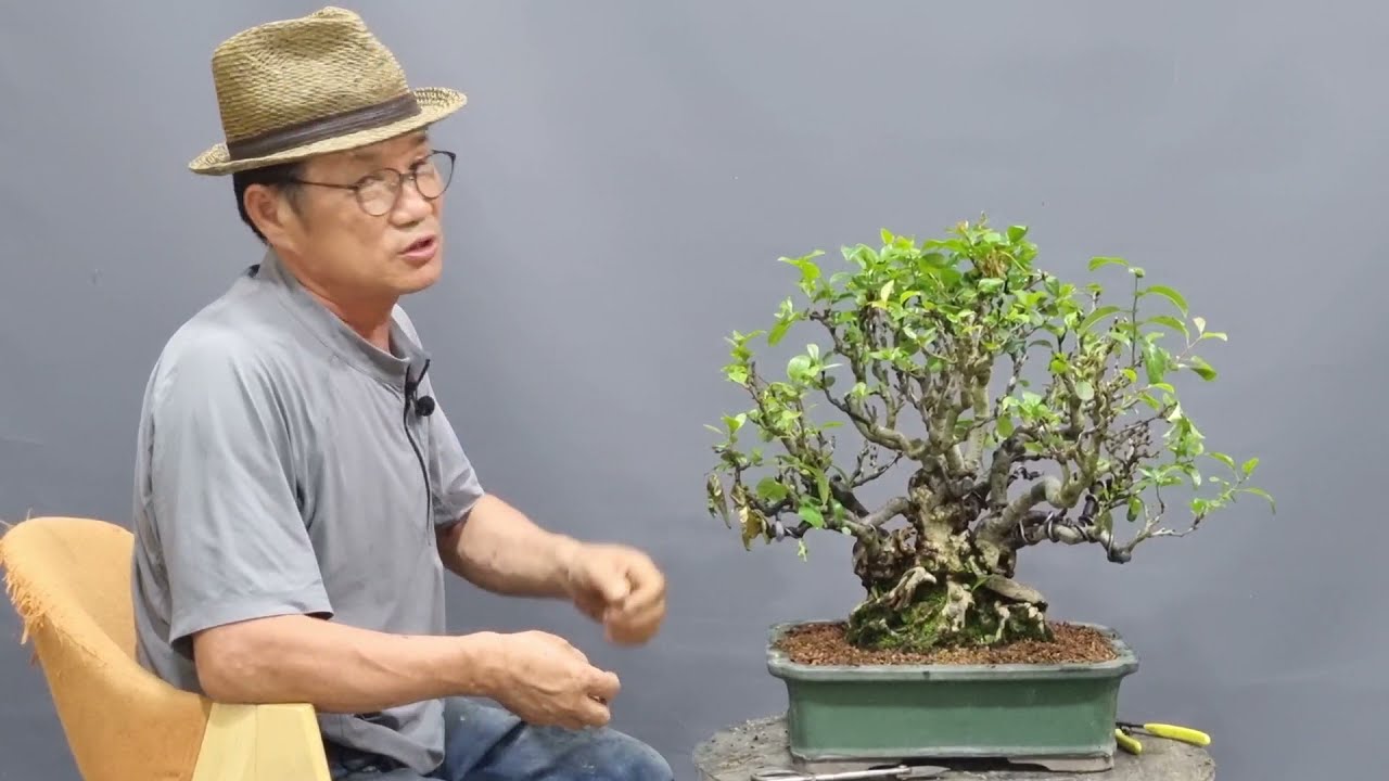 죽어가는 명자나무 살리는 방법/나무가 죽는이유 !
