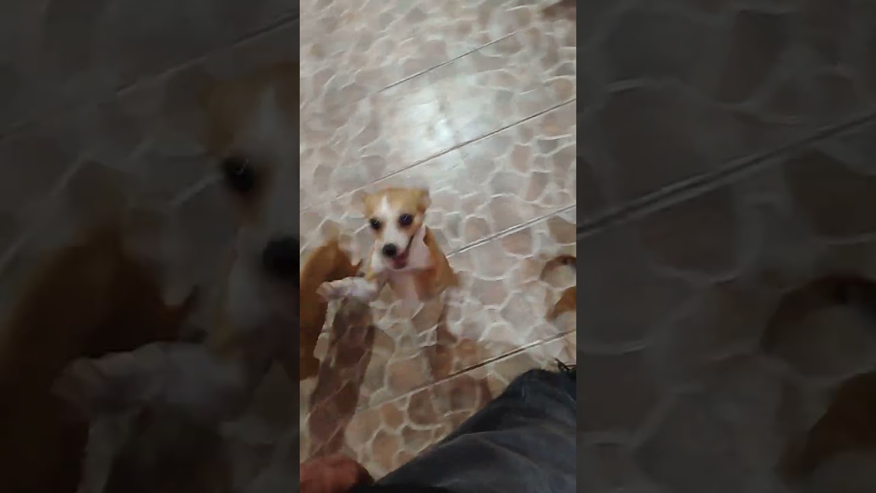 #mi Capi baila charanga