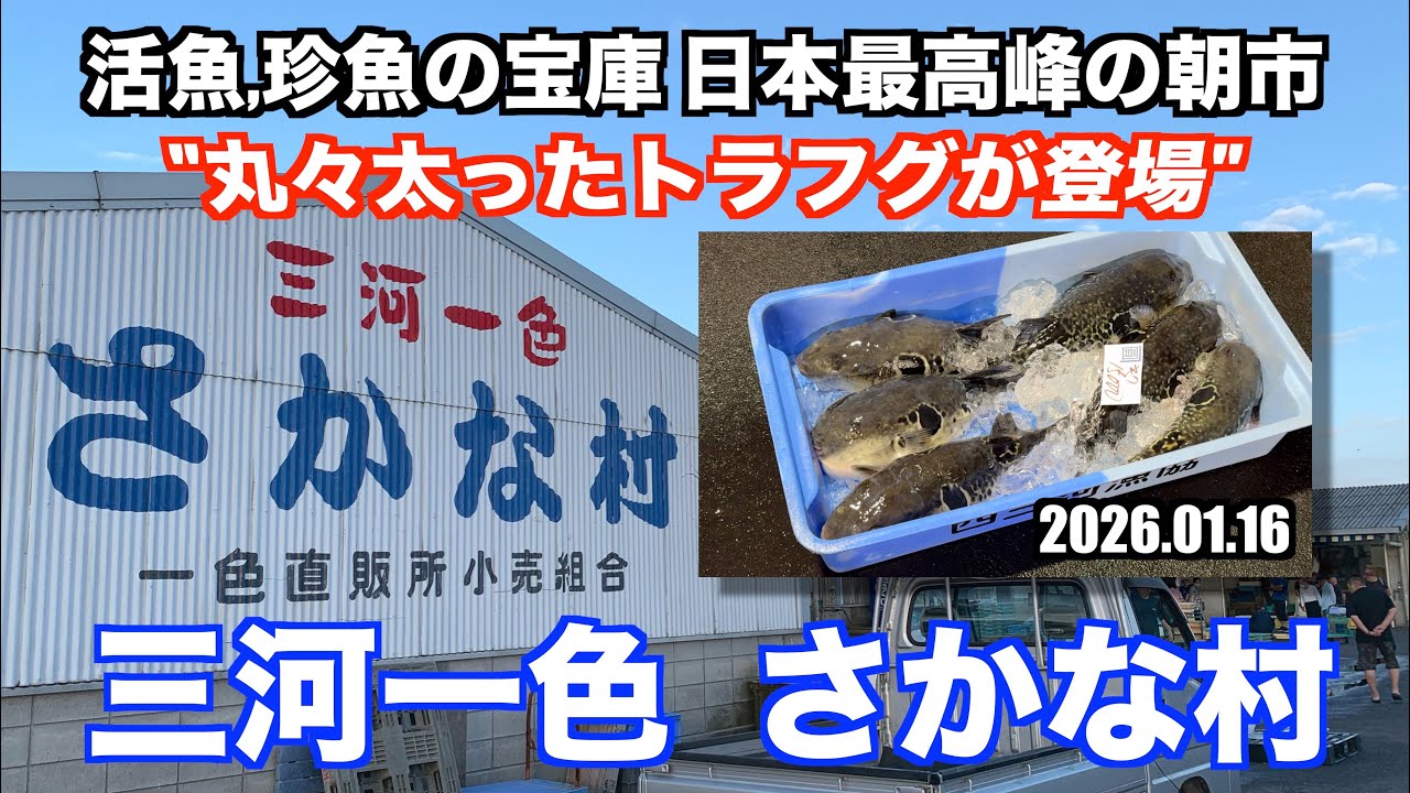 【三河一色さかな村 丸々太ったトラフグが登場 活魚,珍魚の宝庫 日本最高峰の朝市】あばお 海鮮ちゃんねる #448 2026.01.16