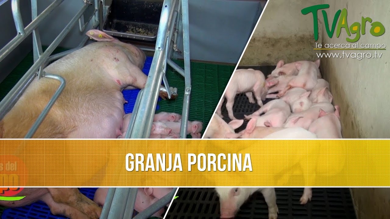 Como Comenzar una Granja Porcina - TvAgro por Juan Gonzalo Angel