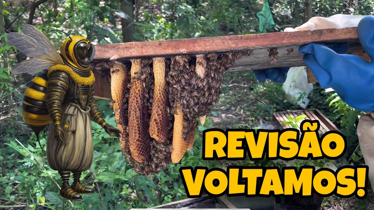 COMO FAZER UMA REVISÃO PARA FORTALECER O SEU ENXAME! 