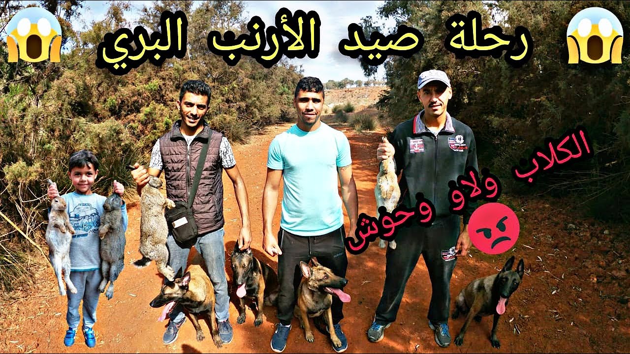 رحلة صيد الارنب البري 🐰🐇رفقة كلاب المالينوا 🦮🌴صدموني الكلاب😱🔥