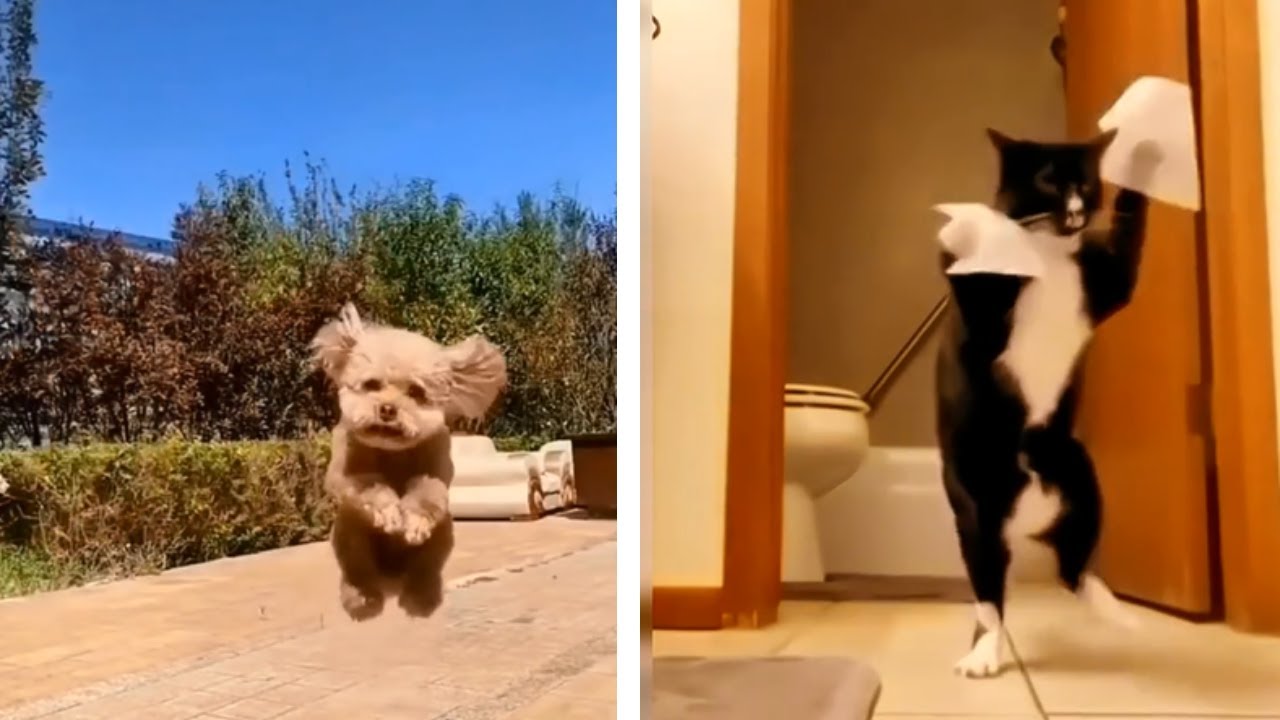 Laughing with the Animal Kingdom: Hilarious and Satisfying Moments ер.2