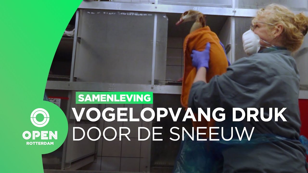 Stichting Vogelklas Karelshot heeft het nu extra druk door de sneeuwval | Samenleving