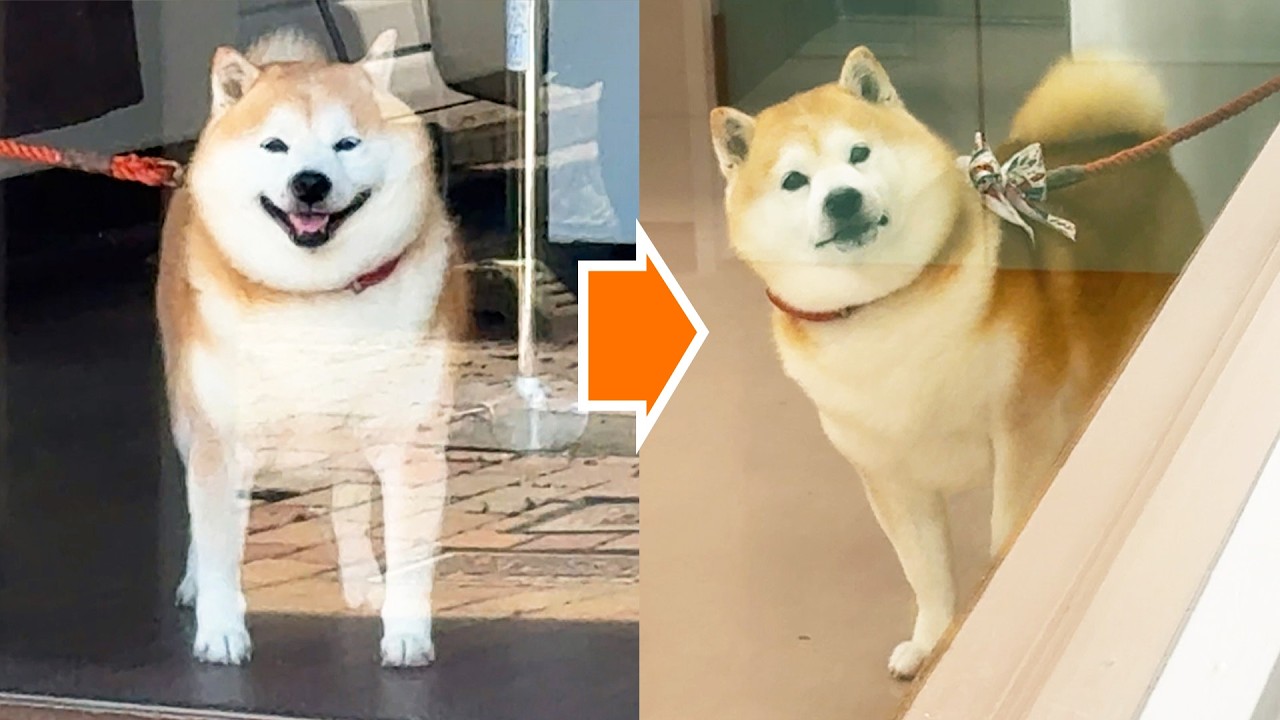 Shibe freezes in shock when he spots his family through the window of the pet hotel.