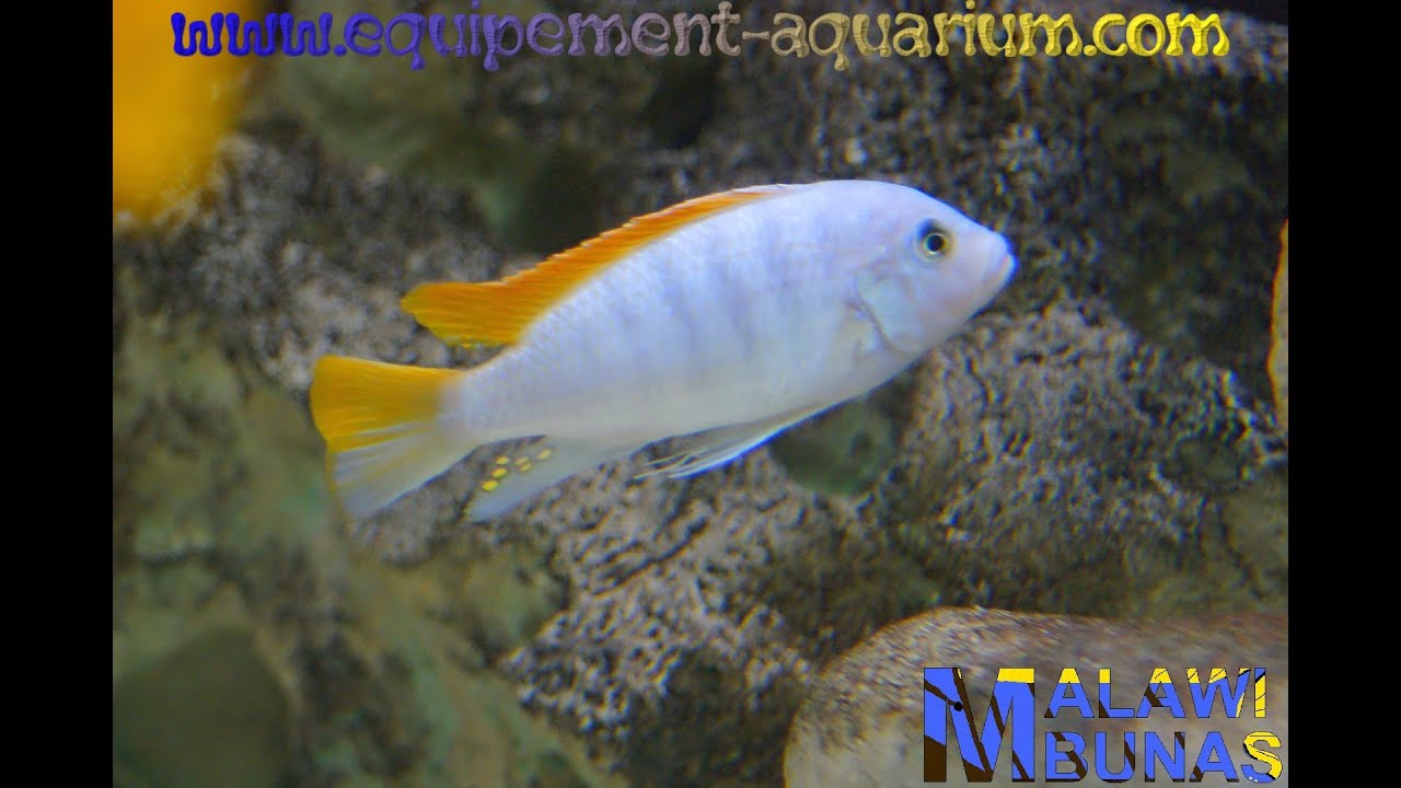 Maylandia greshakei Makokola Reef