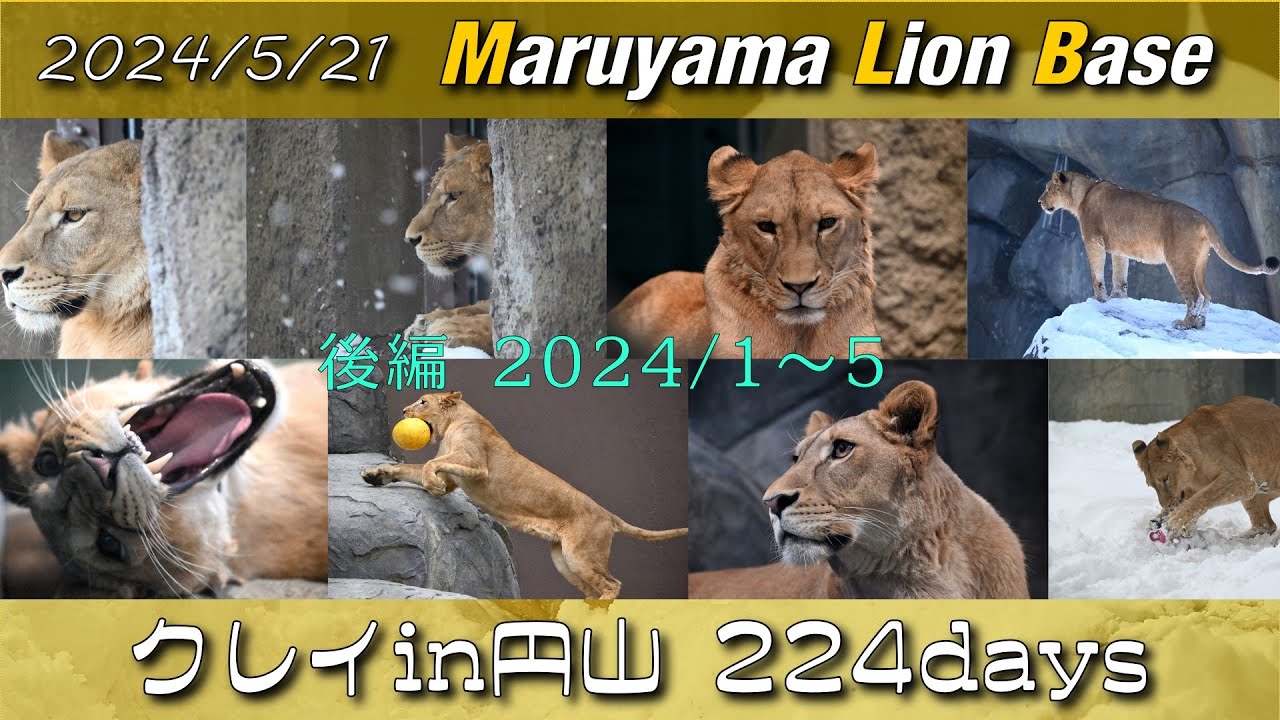 MLB 特別版 クレイin円山 224days【後編】2024/1～5　#円山動物園 #ライオン