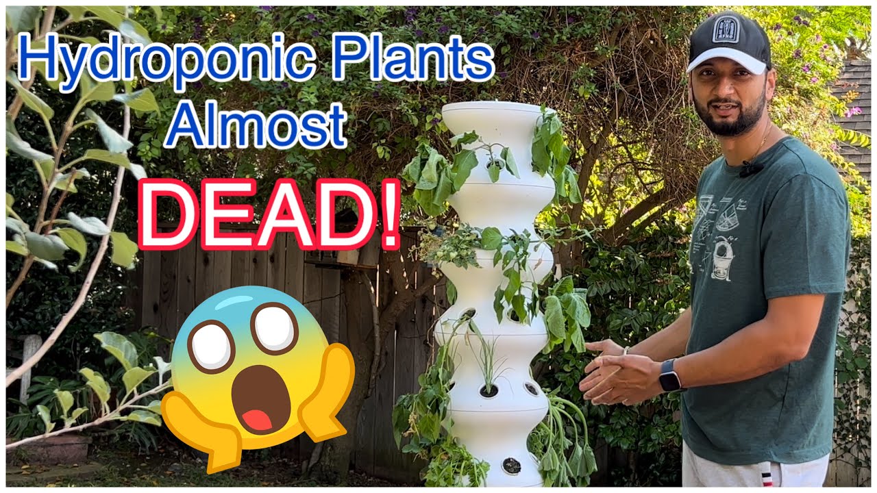 Fixing Lettuce Grow Hydroponic Farmstand