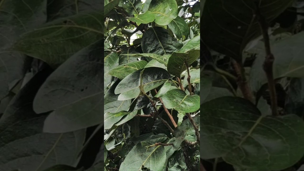 #sal tree with green leaves
