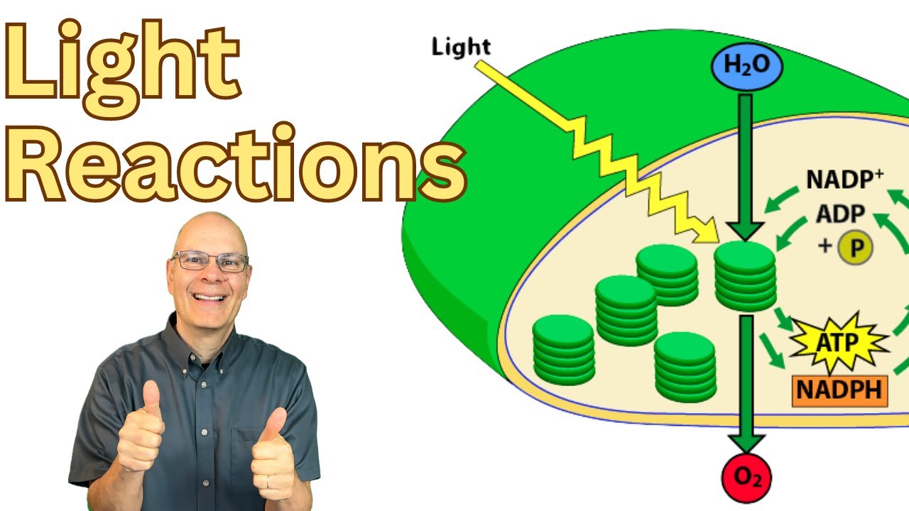 Learn the Light Reactions! AP Bio Exam Review 17