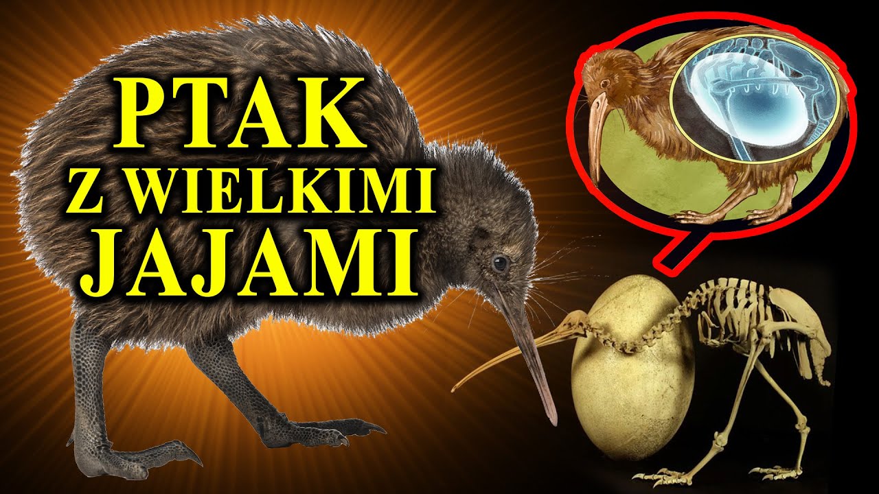Legendarny Nielot KIWI - Co Było Pierwsze Ptak czy Owoc?