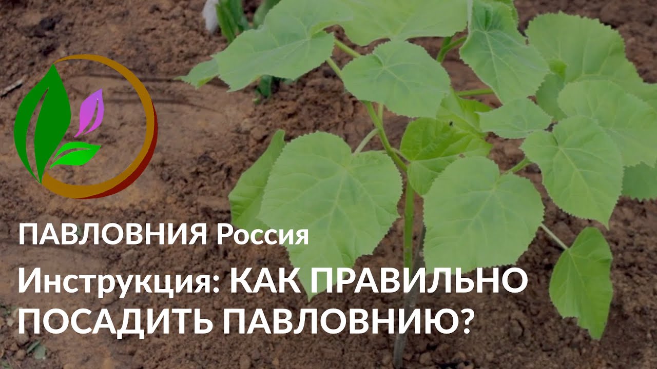 КАК САЖАТЬ ПАВЛОВНИЮ ПРАВИЛЬНО? Простая инструкция.
