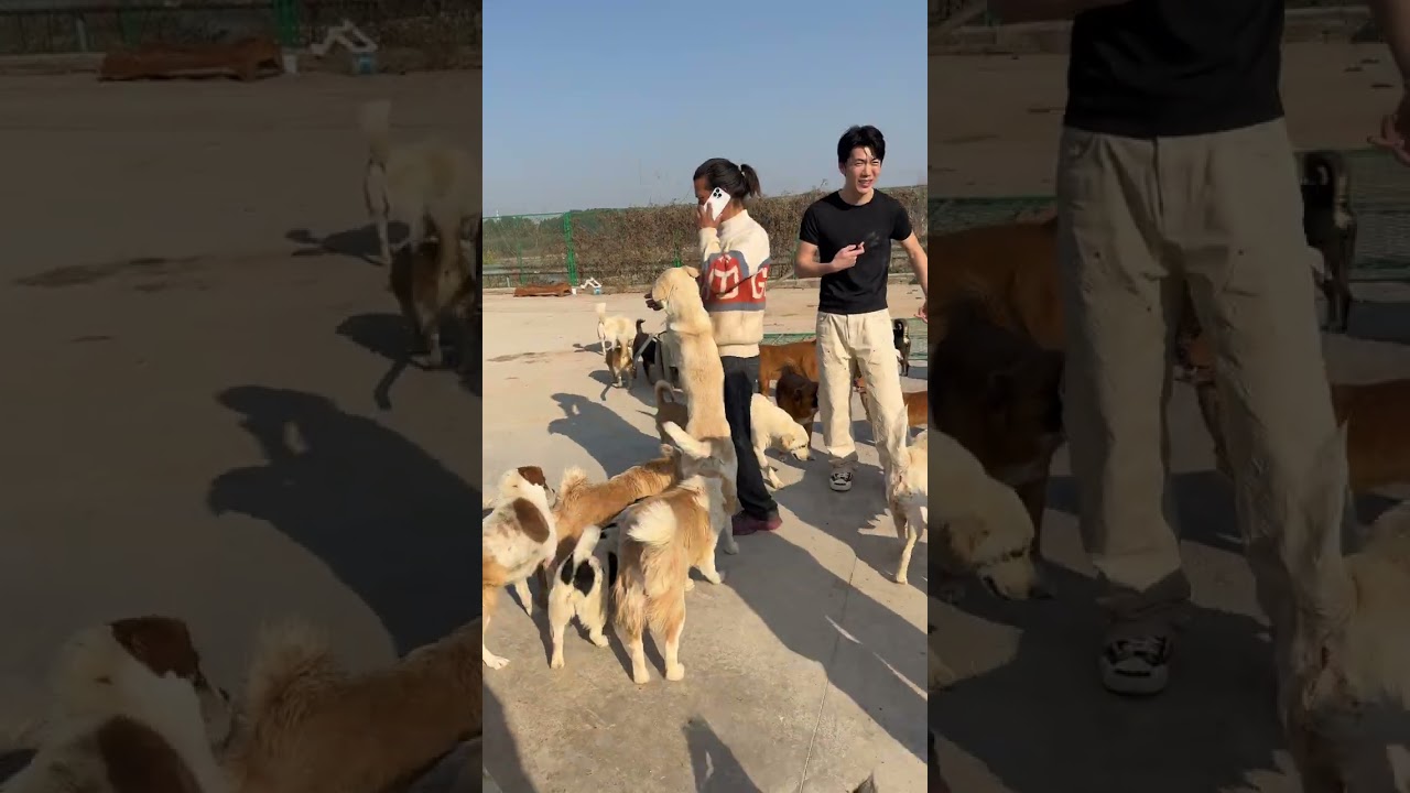 来自苏州的温暖！年轻人们跨越城市，只为给流浪毛孩子送一份爱🐶❤️ Warmth from Suzhou! Young Heroes Traveled Far to Love the Strays 🇨🇳
