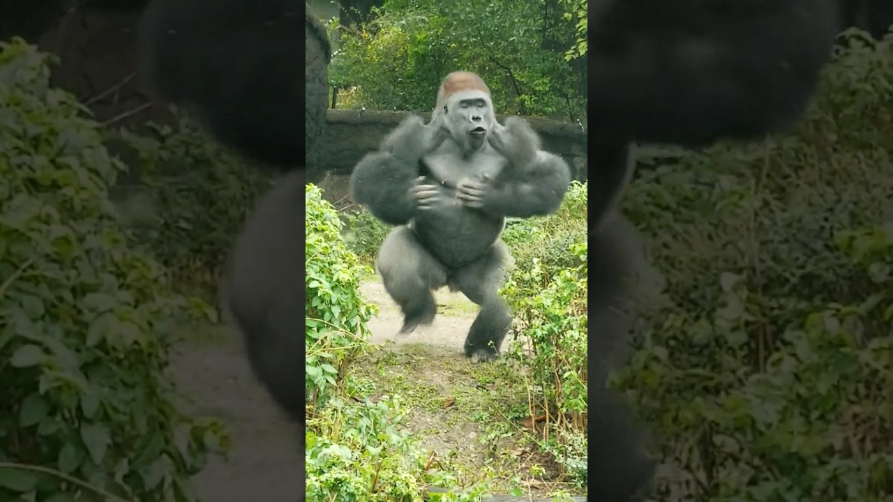 Squirrel! #gorilla