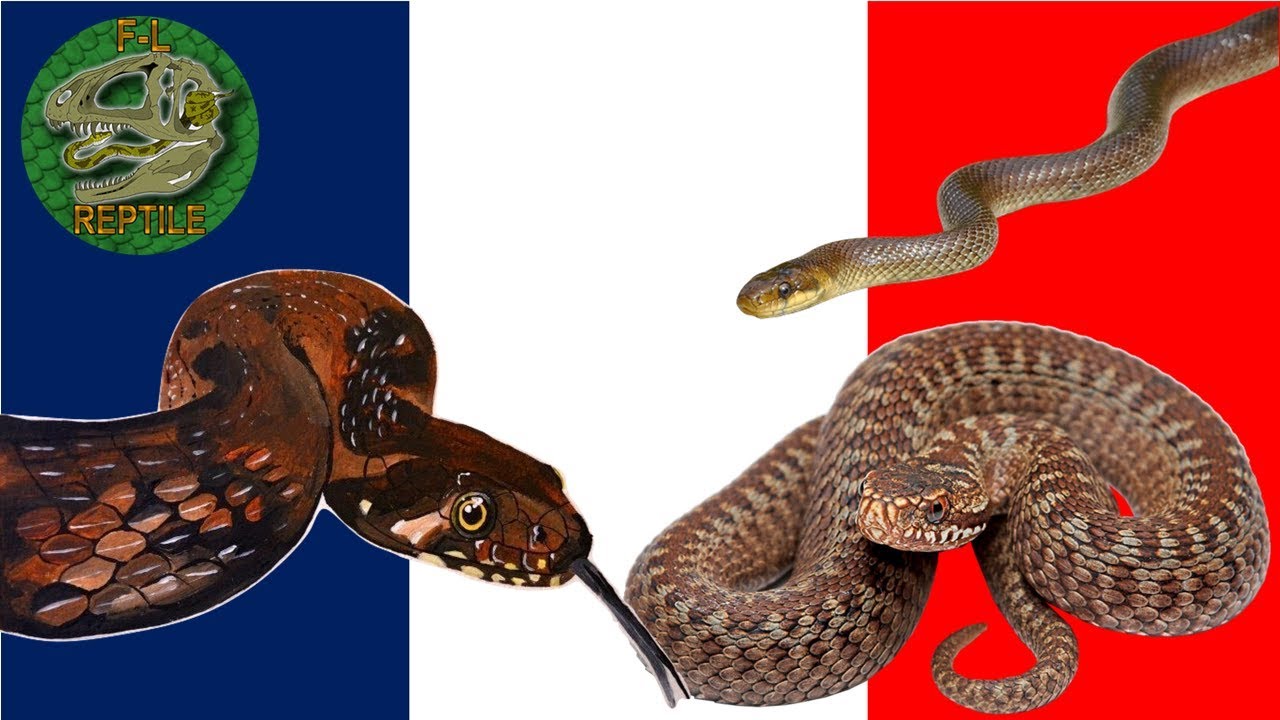 Tous les serpents de France