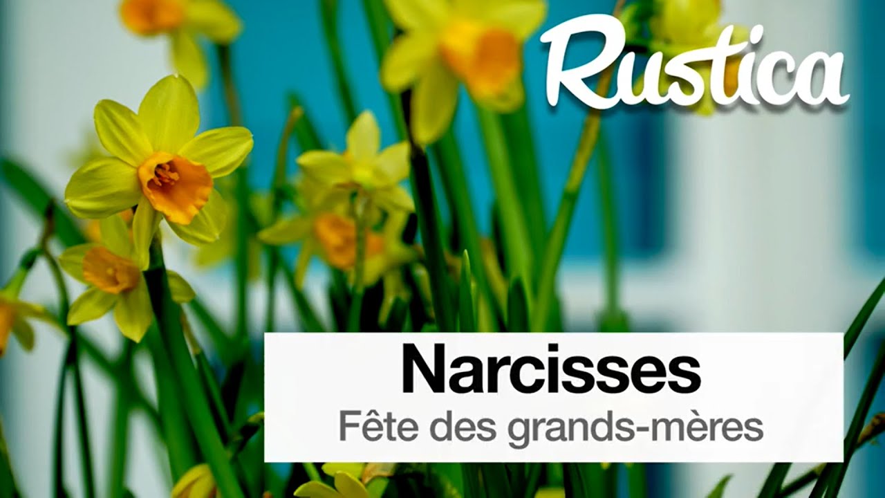Des narcisses,  pour la fête des grands-mères
