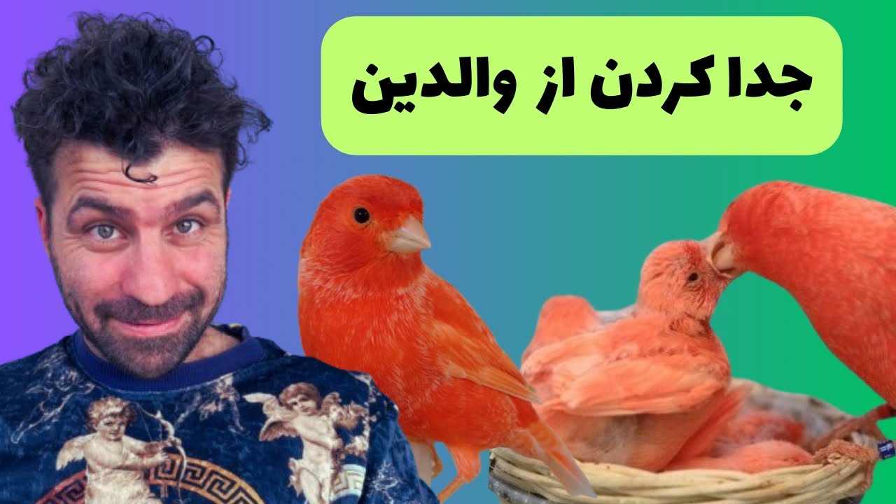«چه زمانی جوجه قناری‌ها رو از والدین جدا کنیم؟ آموزش گام به گام جداسازی»