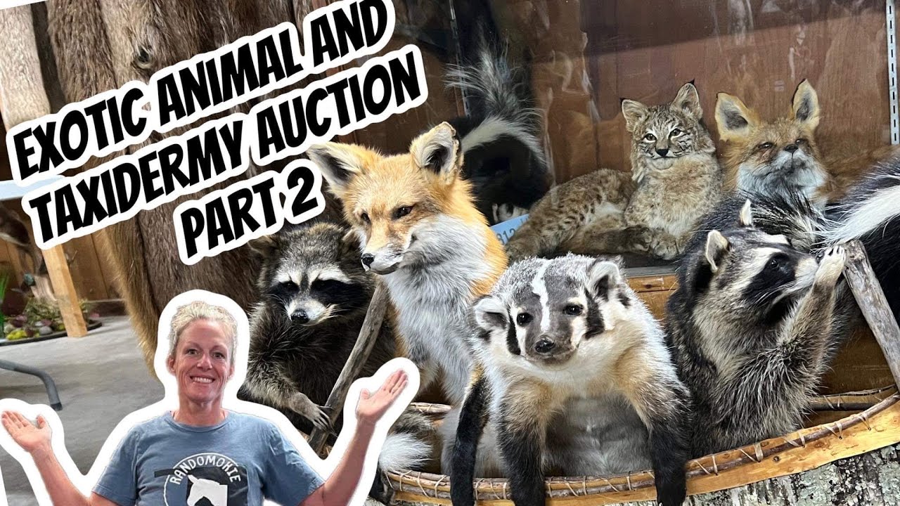 Missouri Exotic Animal Auction Part Two