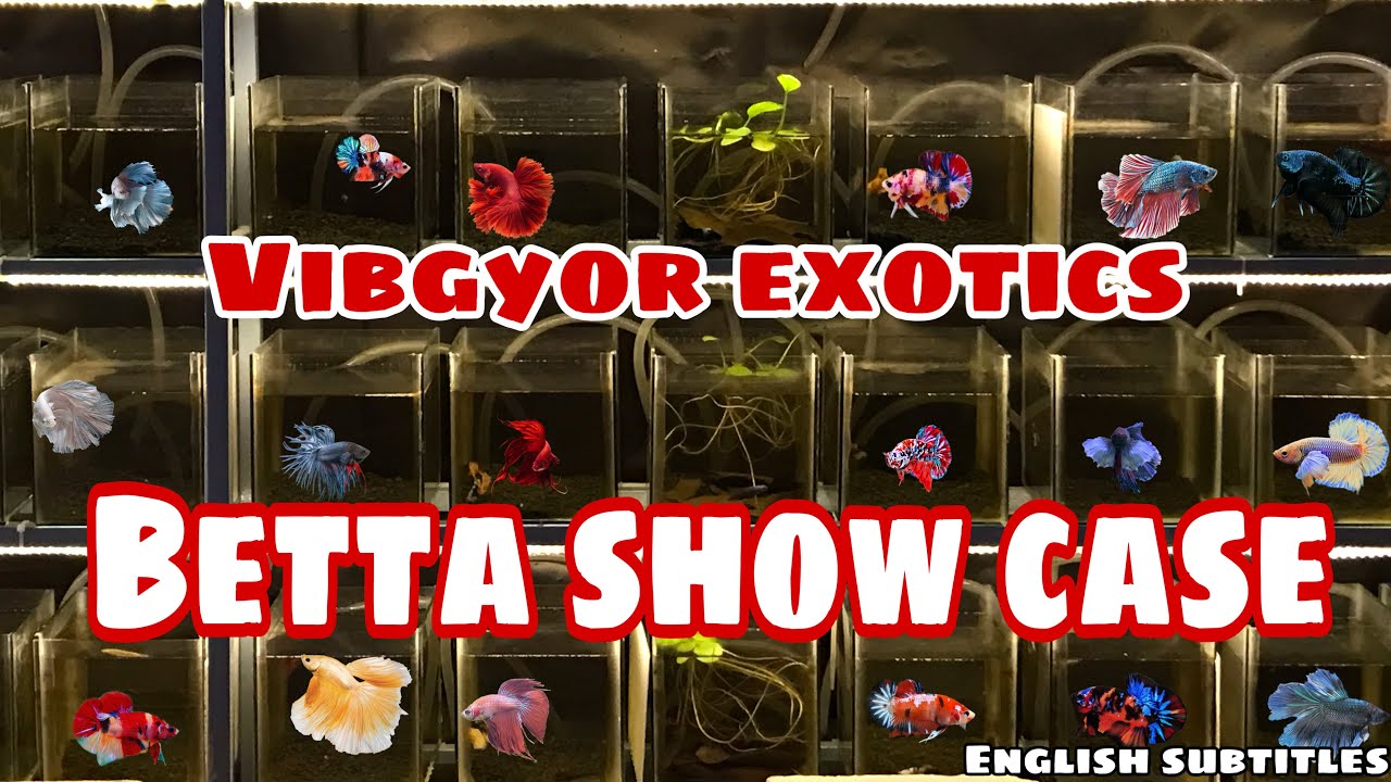 Simple betta barracks with drainage | bettas showcase | vibgyorexotics exotic betta collections