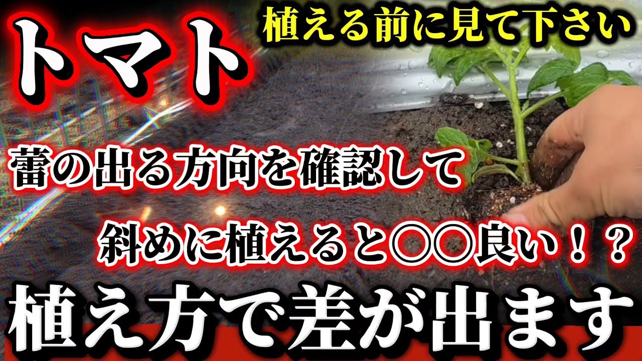 【トマト】植え方で初期生育が変わります！！方向や角度が重要！？作業性を良くする植え方は〇〇です！！