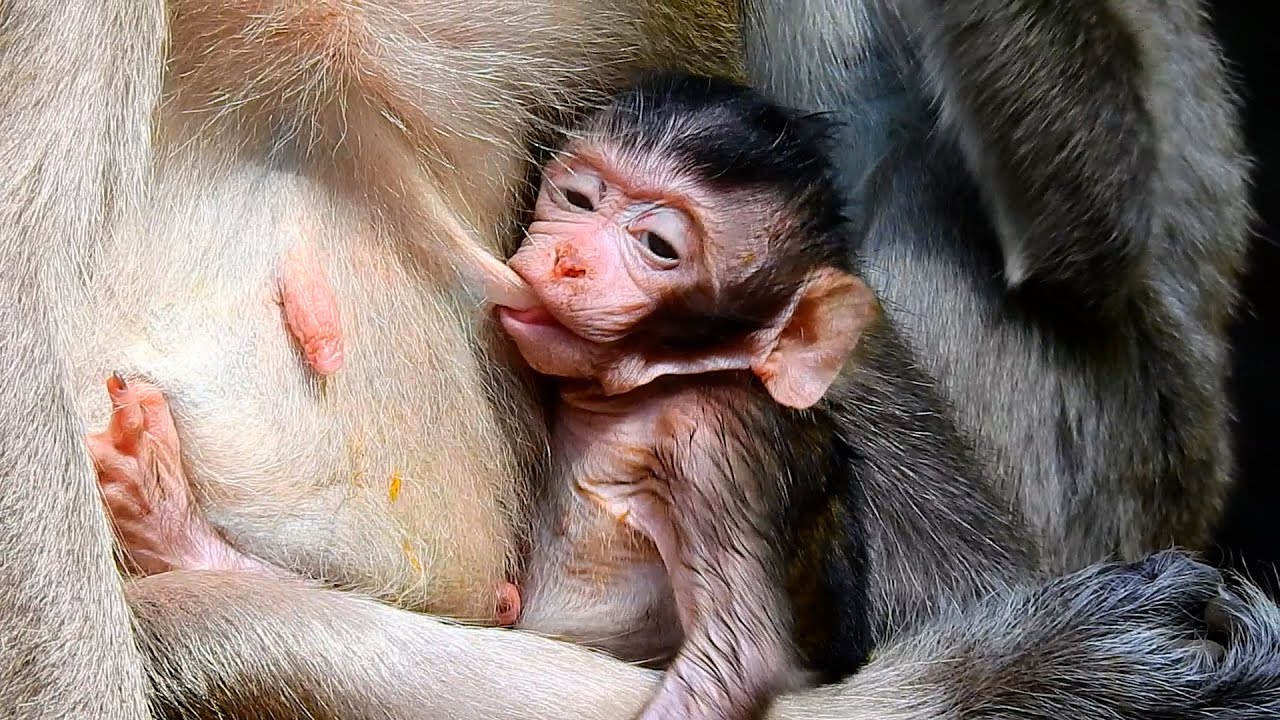 cute baby monkey feeding milk