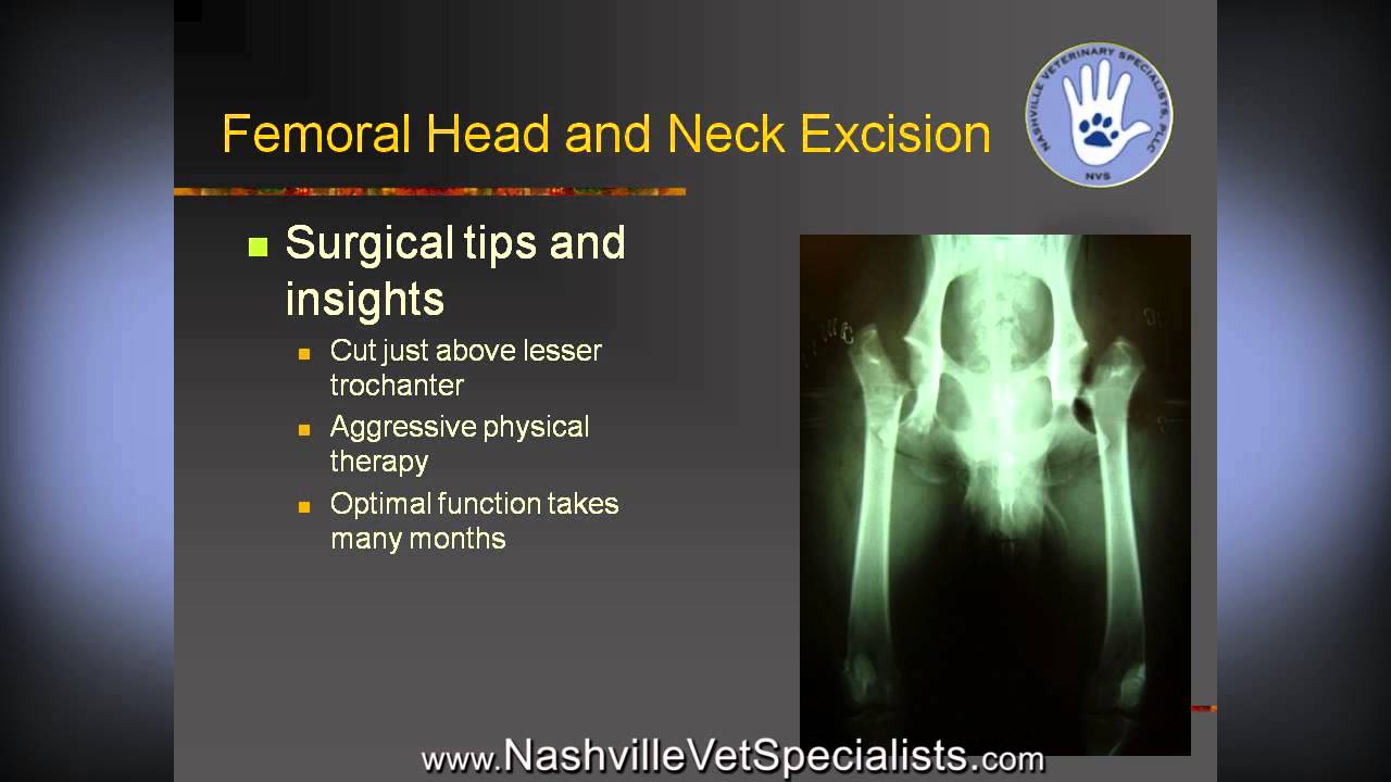 Total Joint Replacement, Veterinary Options