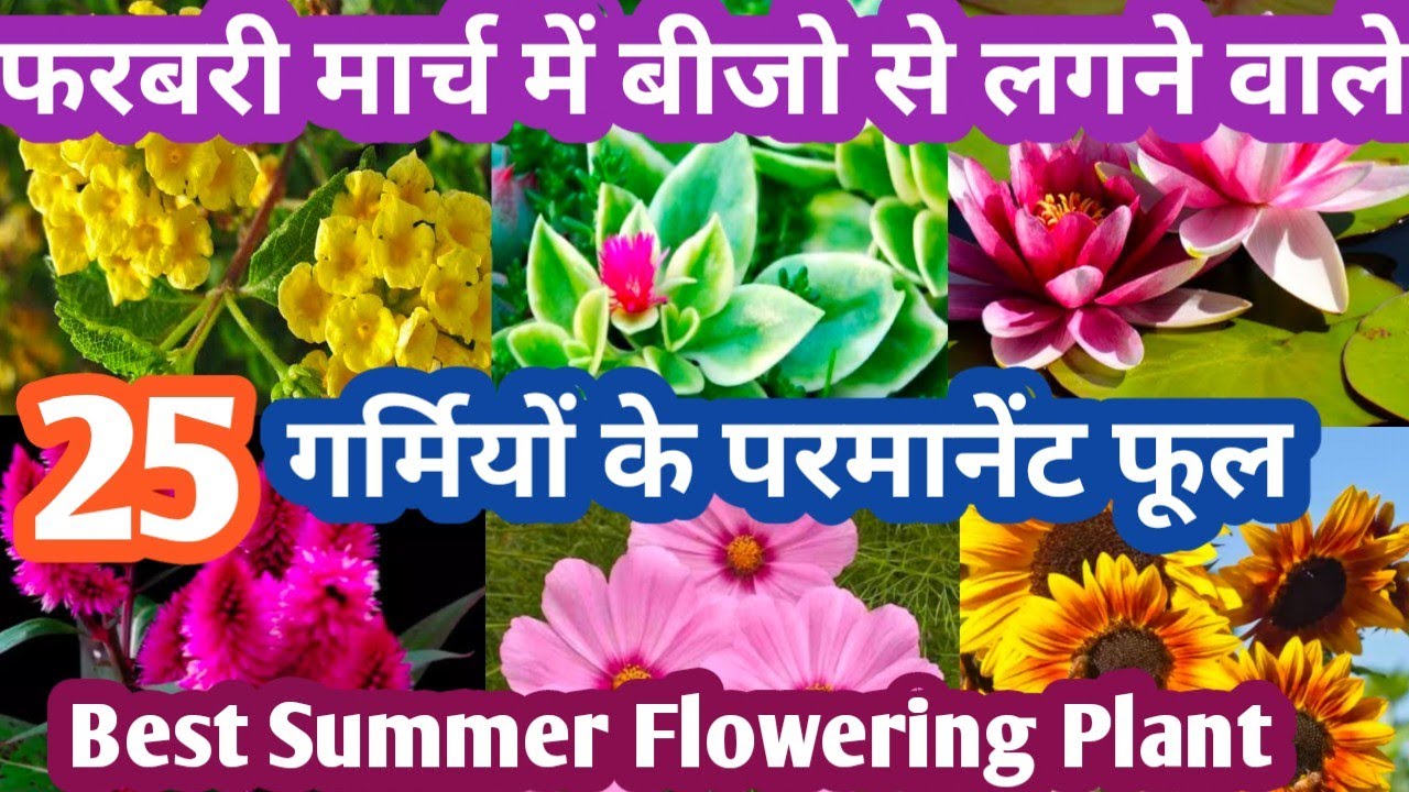 February/March मे बीजो से ग्रो होने वाले गर्मियों के परमानेंट फूल Summer Flower Plant Grow By Seeds
