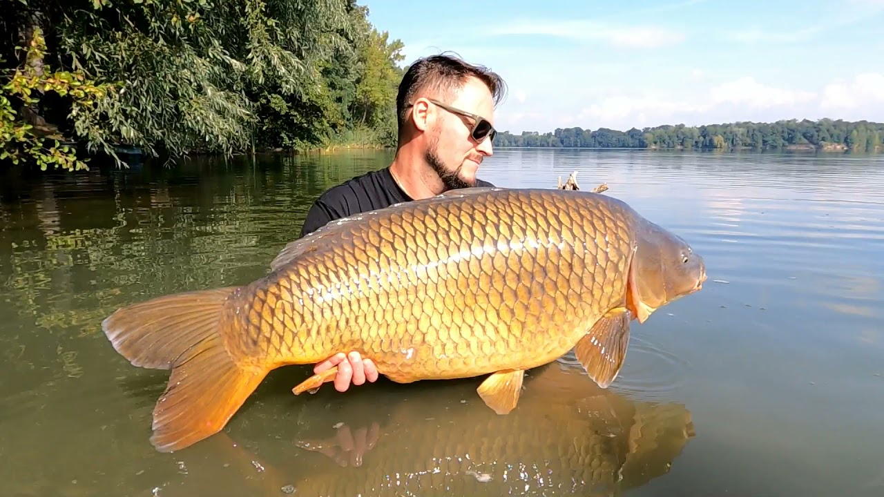 CARP FROM THE FOREST - MAXCARP.ČR