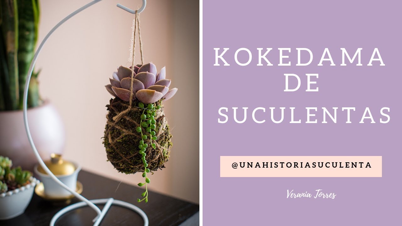 Como hacer un kokedama de suculentas