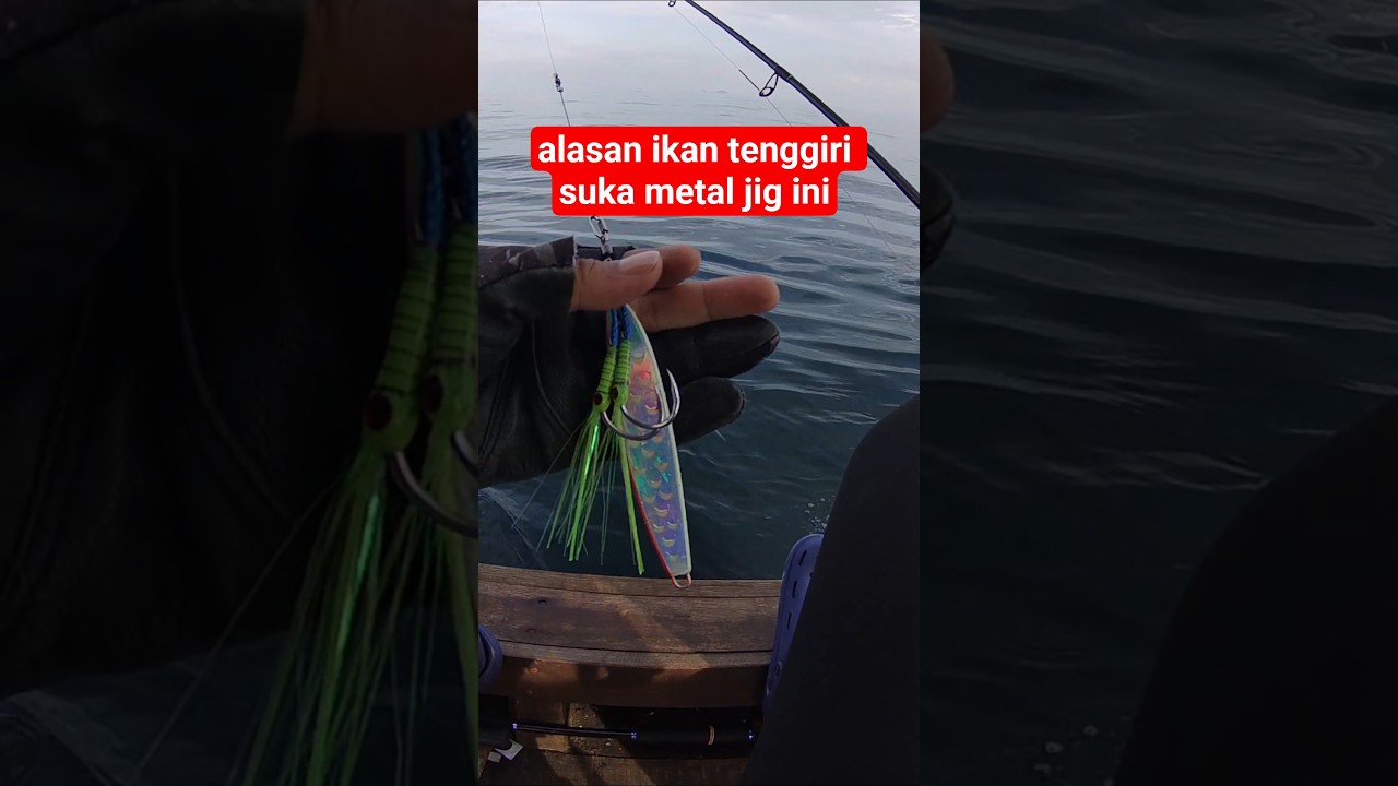 inilah sebabnya ikan tenggiri suka metal jig ini #mancing #memancing #mazagofishing