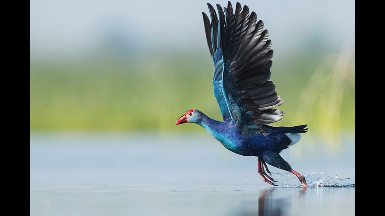 Beddagana Wetland Park Sri Lanka