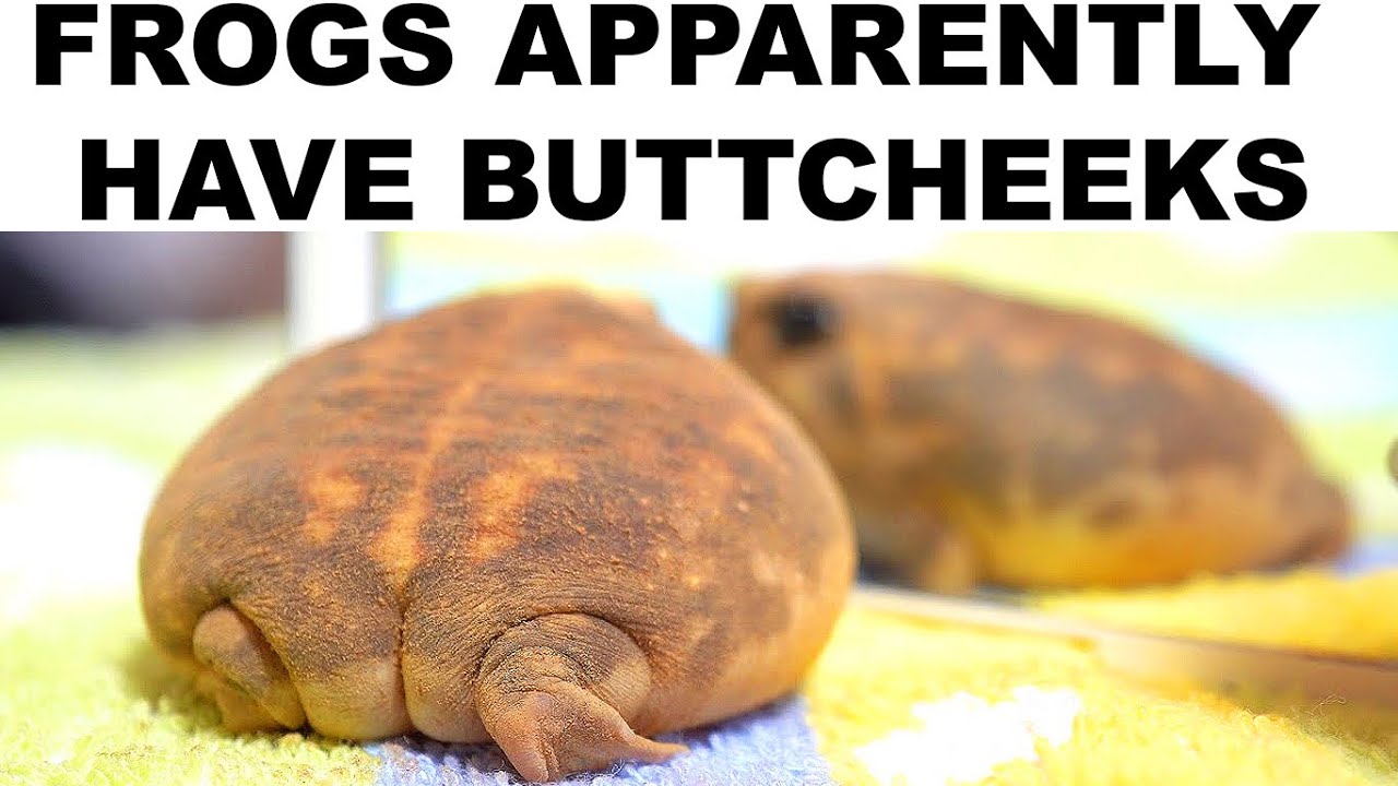 Reptile Memes