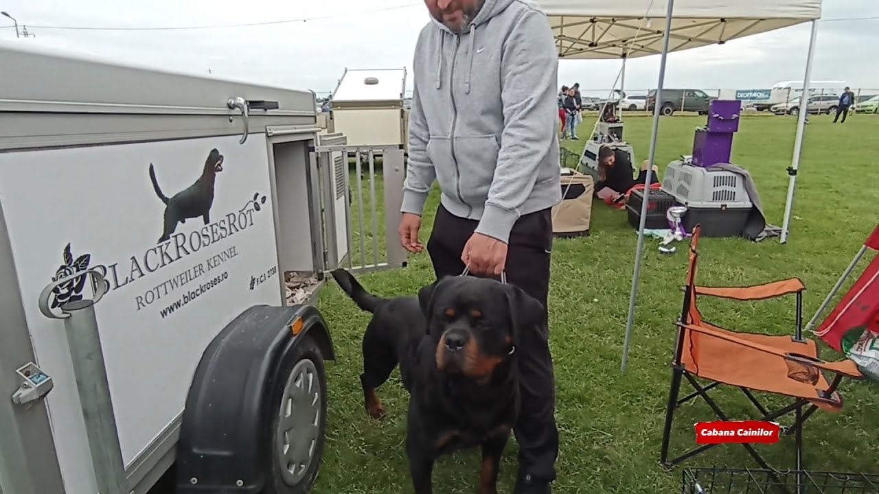 Cei mai frumosi caini la Expoziția Canină din Timișoara -Mai 2023 #dogs #dog #dogshow #doglover