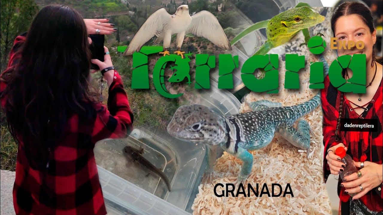 Expoterraria en Granada y muchos bichos 🪲 🐍 🦎 🐸 🦉